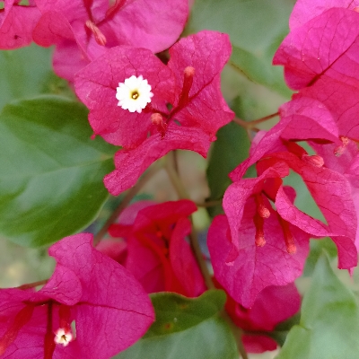 Saraswatinda